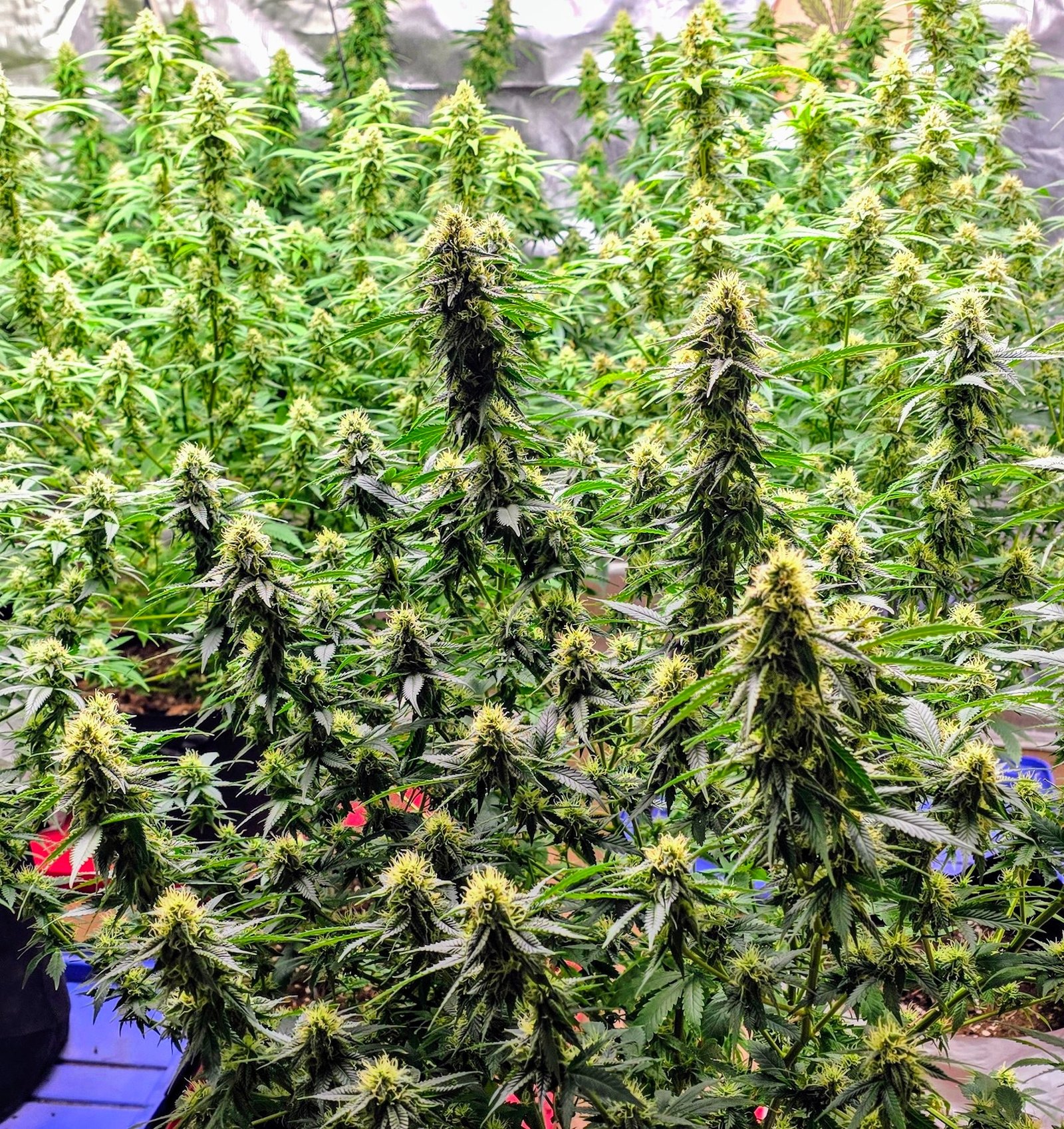 a large group of marijuana plants in a greenhouse
