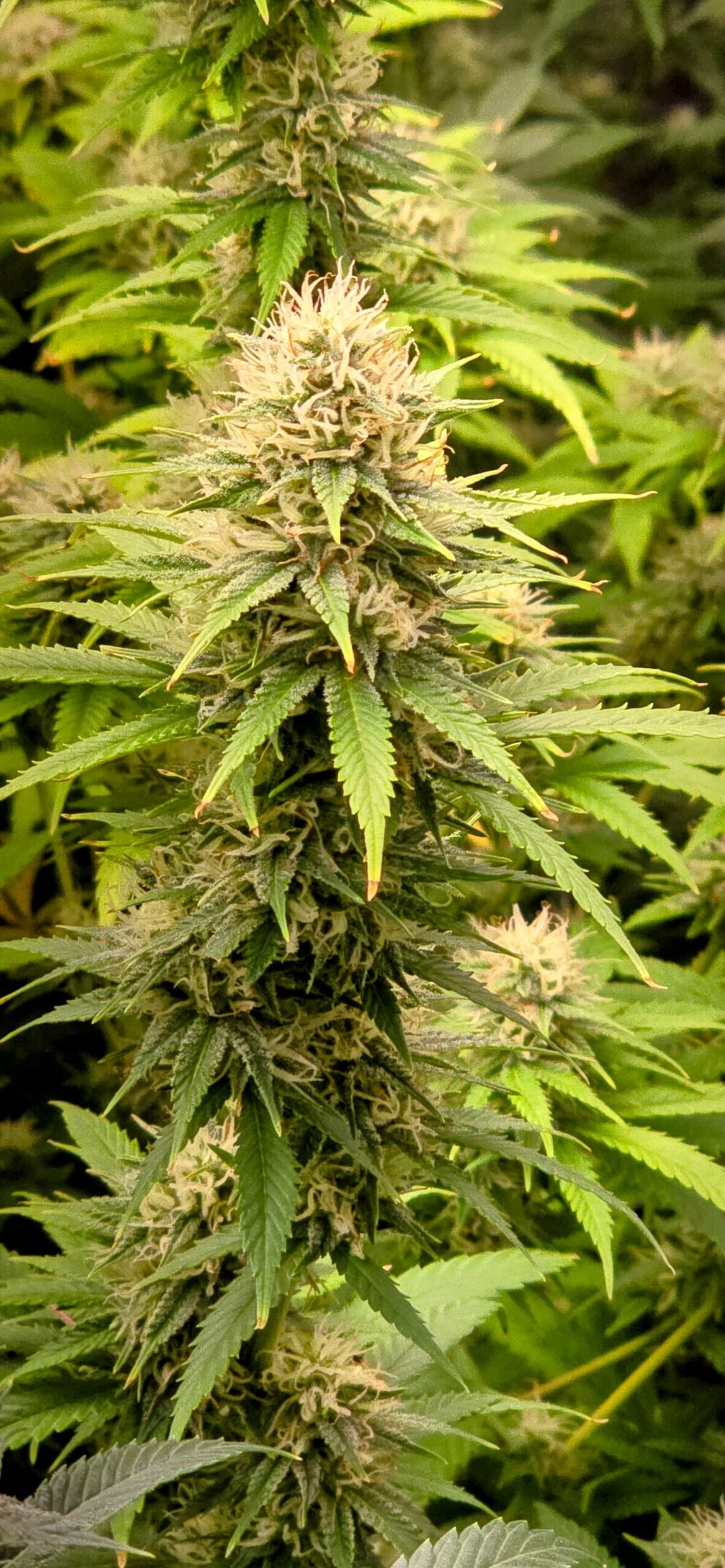 a marijuana plant with a large amount of marijuana